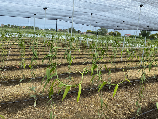 invernaderos cultivo