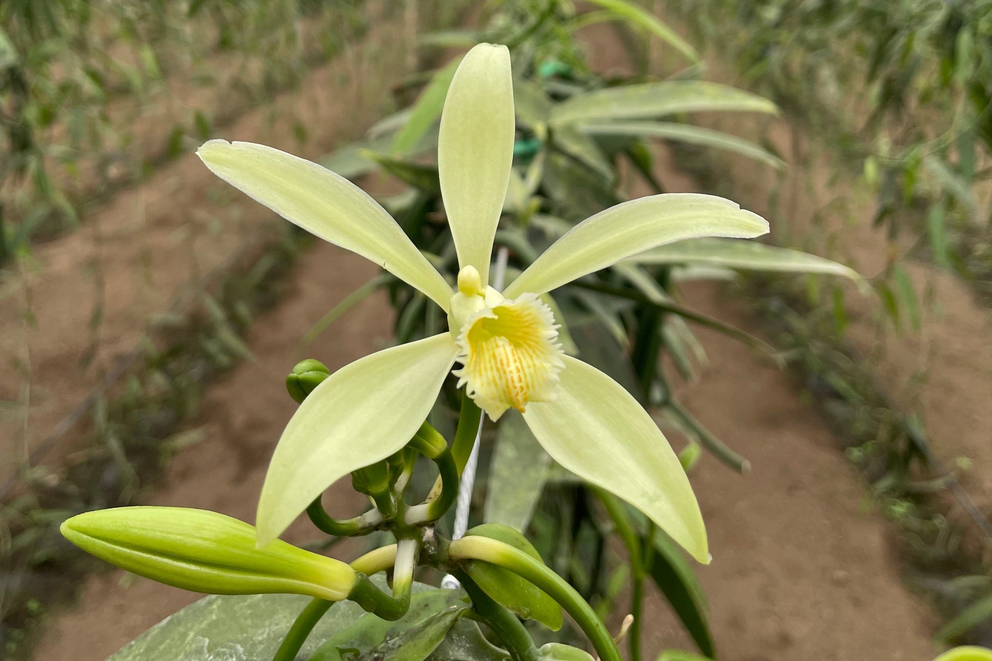 vainilla ecuador cultivo 