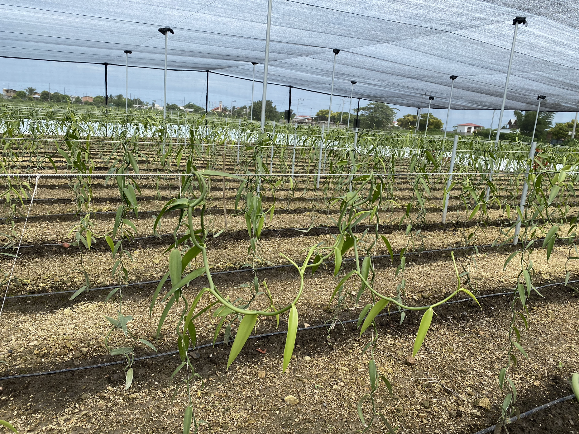 invernaderos cultivo 